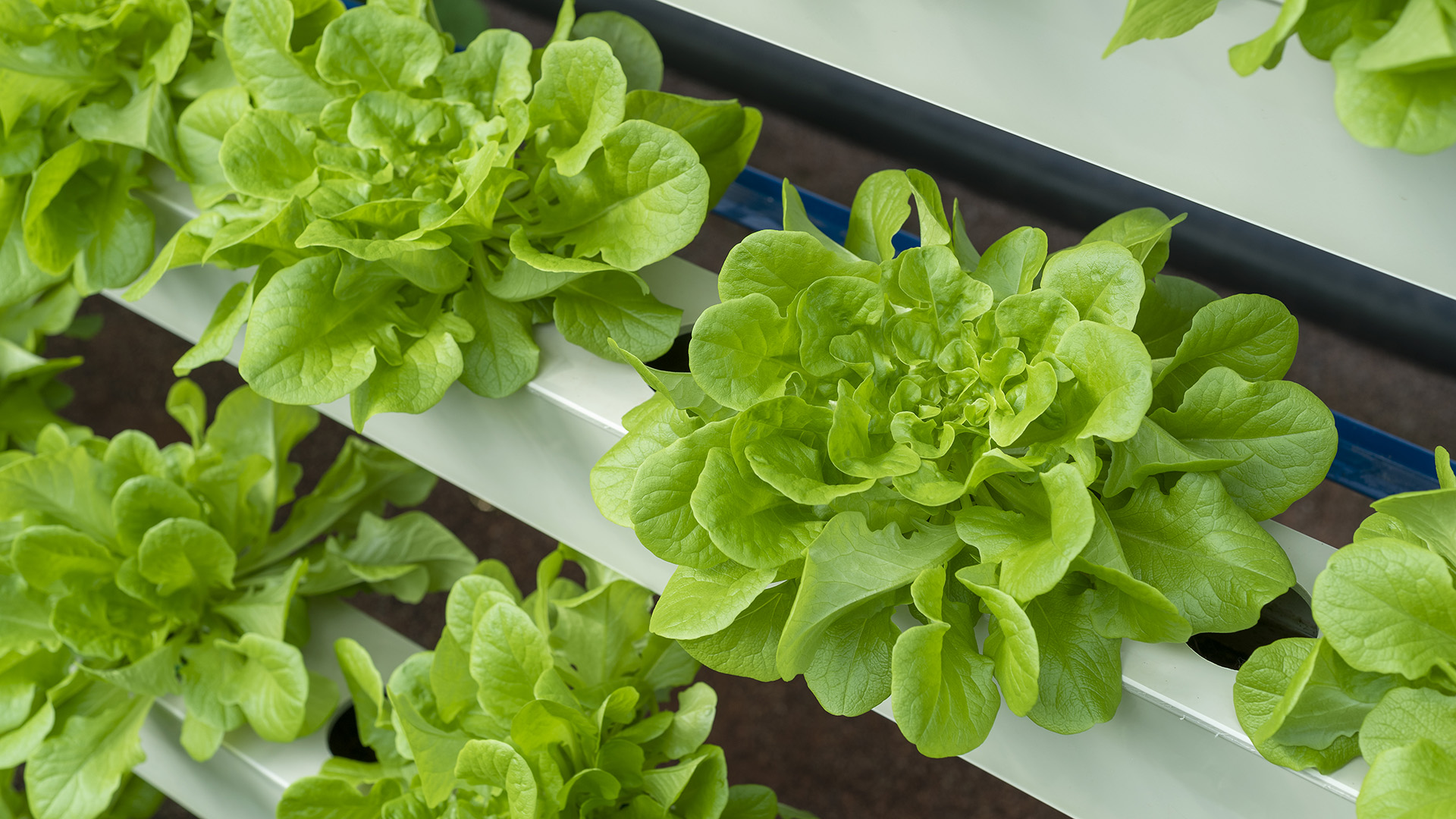 How aquaponics is faring in the Czech Republic and Slovakia 