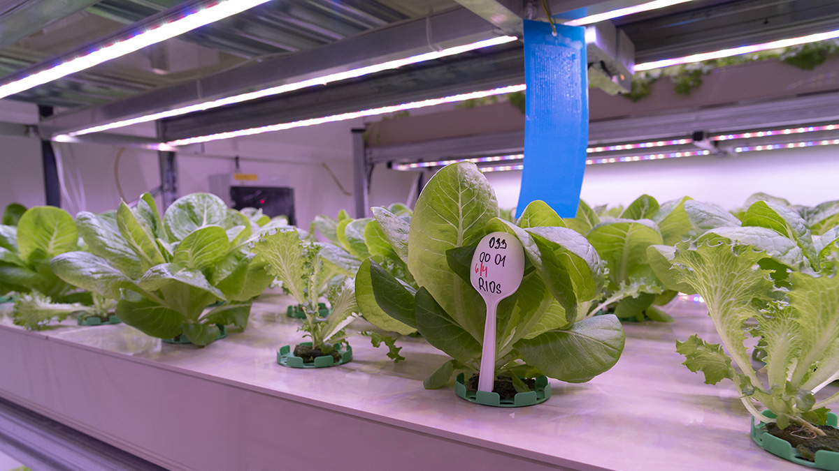 How to protect crops against pests on an  aquaponic farm 