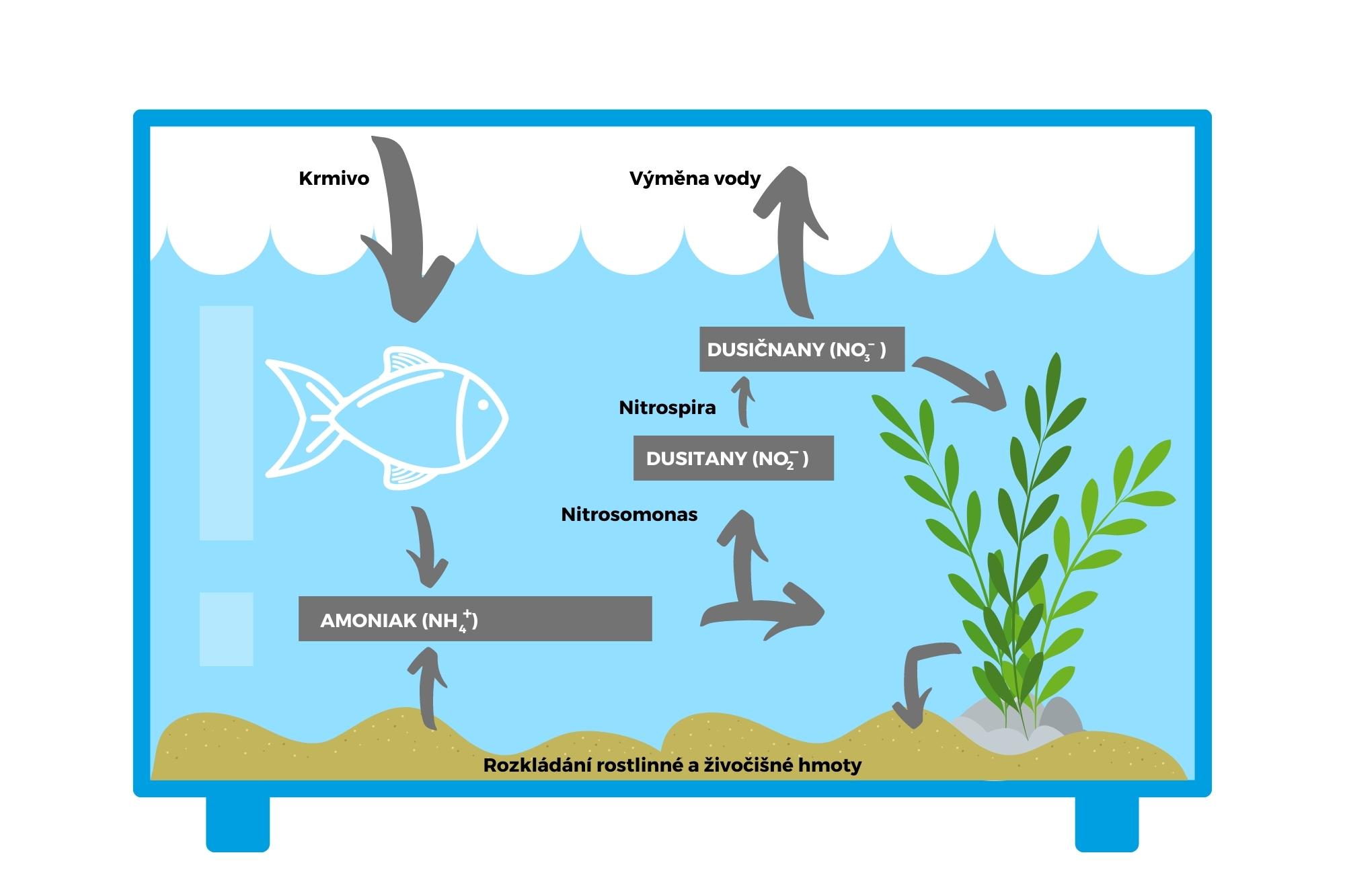 Nitrification and denitrification in aquaponic systems