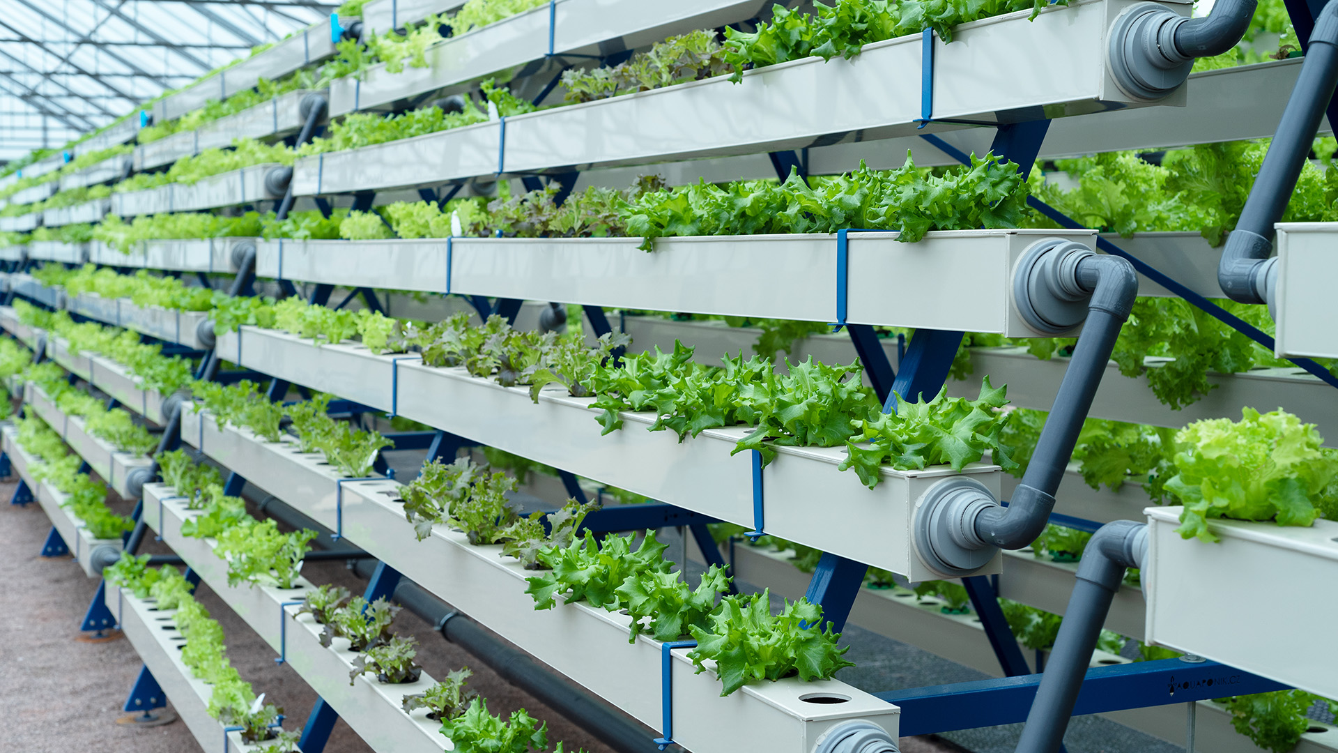 5 reasons to join the Aquaponics Farm Association