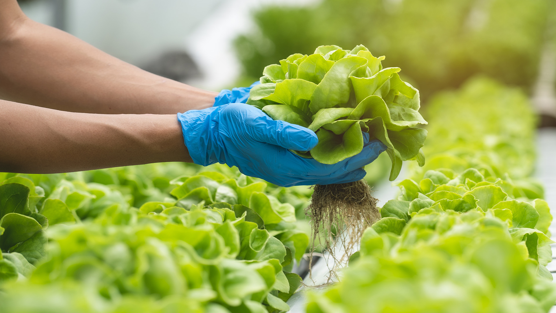 What’s the state of aquaponics in Europe?